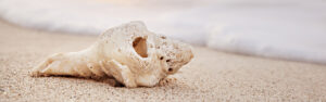 Banner der Webseite, eine Muschel am Sandstrand